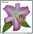 lilium 100.jpg